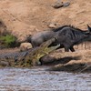 Cá sấu sông Nile vỡ mộng khi gặp phải một con mồi "không biết sợ"