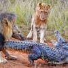 Vì cuộc sống mưu sinh, đàn sư tử mạo hiểm săn cả cá sấu sông Nile khổng lồ