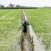 Giá gạo tăng đột biến cho thấy sự gián đoạn lương thực do biến đổi khí hậu