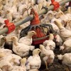 Bộ Nông nghiệp đề nghị C05 lập chuyên án, xử lý nạn buôn bán gia cầm trái phép 