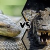 Cuộc chiến sinh tồn khốc liệt giữa "ông vua đầm lầy" và loài rắn nguy hiểm nhất châu Phi