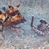 Màn trả thù báo hoa mai khốc liệt của đàn chó hoang châu Phi