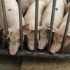 Giá thịt lợn tại Trung Quốc phục hồi giúp nông dân thoát khỏi thua lỗ kéo dài