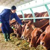 Kon Tum thu hút đầu tư có chọn lọc các dự án chăn nuôi
