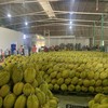 Sầu riêng tiếp tục đóng góp doanh thu xuất khẩu lớn cho ngành hàng rau quả.