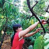 Việt Nam đứng đầu thế giới về sản lượng cà phê robusta Ảnh: Đức Thanh