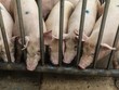 Giá thịt lợn tại Trung Quốc phục hồi giúp nông dân thoát khỏi thua lỗ kéo dài