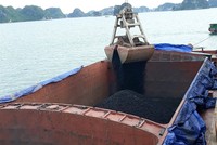 Việt Phát (VPG) phiêu lưu phát hành trong mùa dịch