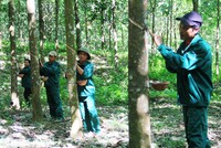 Tiếp tục lỗ nặng, VHG vẫn chưa thoát khỏi diện cảnh báo