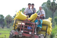 Lộc Trời bao tiêu lúa cho bà con nông dân sau mùa gặt/