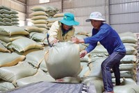 Giá gạo thế giới tăng mạnh, doanh nghiệp niêm yết nào hưởng lợi?