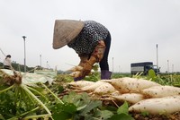 Rớt giá xuống còn 500 đồng/kg, củ cải bỗng hóa thành rác tại Hà Nội