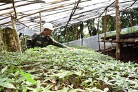 Vùng dược liệu trên địa bàn Kon Tum.