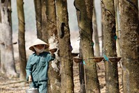 TRC hoàn thành hơn 77% kế hoạch lợi nhuận sau 9 tháng