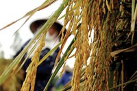 Cây Bông, hạt Thóc, trái Táo và câu chuyện lòng tin