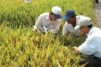 NSC: EPS năm 2013 đạt 9.518 đồng