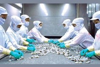 Minh Phú chưa thoát khỏi khó khăn