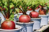 Rau củ vào chậu kiểng Tết hút hàng