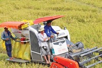 Sản xuất lúa ở Hậu Giang.
