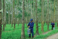 TRC đặt kế hoạch lãi khiếm tốn 113 tỷ đồng