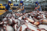 Giá nguyên liệu đầu vào tăng cao là một trong những lý do khiến lĩnh vực chế biến, xuất khẩu cá tra gặp nhiều khó khăn trong năm 2017