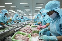 Những doanh nghiệp có vùng nguyên liệu tự chủ tỷ lệ lớn có thể hạn chế tác động từ thị trường