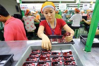 Xưởng sản xuất đồ chơi xuất khẩu của Công ty GFT tại Hải Dương. Ảnh: Đức Thanh