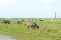 Theo giấy phép đầu tư, Dự án KCN Mỹ Trung phải hoàn thành năm 2007, nhưng đến nay vẫn là khu đất hoang. Ảnh: A.M