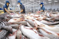 Doanh nghiệp cá tra ra sức đầu tư vào vùng nuôi