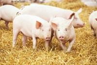Lý giải cho sự sụt giảm lợi nhuận, Dabaco cho biết, quý II/2019 ngành chăn nuôi lợn ở Việt Nam bị ảnh hưởng bởi dịch tả lợn châu Phi, dẫn đến hoạt động kinh doanh của lĩnh vực chăn nuôi lợn và sản xuất con giống của công ty gặp khó khăn.