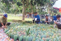 Xoài Việt đã được xuất khẩu thành công sang Mỹ
