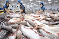 Cá tra Nam Việt kỳ vọng tăng lợi nhuận 20%/năm dù có ảnh hưởng từ nCoV