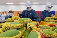 Tính đến 15/4, cả nước đã ghi nhận thêm một số ngành hàng xuất khẩu tỷ USD, gồm: rau quả, cà phê, xơ sợi...