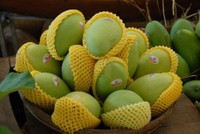 Không có kiểm dịch viên để kiểm tra hàng trước khi chiếu xạ nhiều lô hàng trái cây sang Mỹ bị tồn kho gây khó khăn cho doanh nghiệp xuất khẩu.