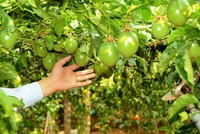Hôm nay (8/8), Hoàng Anh Gia Lai và Thaco sẽ chính thức công bố hợp tác chiến lược