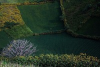 Những vườn chè Chư Đăng Ya xanh ngút ngàn