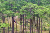 Trekking trên "nóc nhà Tây Nguyên" Bidoup