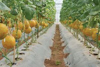 NSC tạm ứng cổ tức đợt 1/2017 bằng tiền mặt tỷ lệ 15%