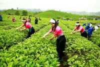 Vinamilk đã gom thêm 6,6 triệu cổ phiếu của GTNFoods (GTN)