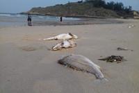 Cá chết hàng loạt, không phải do động đất, tràn dầu