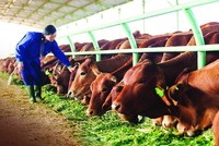 Quý I, doanh thu HNG giảm hơn 810 tỷ đồng chủ yếu do tiêu thụ bò giảm
