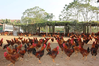 9 tháng, Dabaco (DBC) cán đích lợi nhuận năm và lên kế hoạch chuyển sàn HOSE