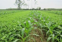 Giống cây trồng Miền Nam (SSC) trả cổ tức 20% bằng tiền mặt