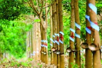 Tháng 12, Cao su Phước Hòa (PHR) dự kiến chi gần 610 tỷ đồng chia cổ tức