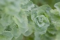 Chiết xuất cỏ ngọt có thể giúp chống lại bệnh gan nhiễm mỡ không do rượu.