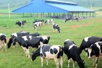 Tổng công ty Chăn nuôi Việt Nam - CTCP (VLC) thông báo chào bán cổ phiếu ra công chúng
