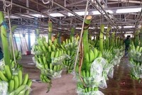 Năm nay HNG sẽ trồng mới 1.000 ha chuối tại Attapeu, Lào và 30 ha chuối tại Quang Minh, Lào
