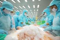 Thị trường xuất khẩu chủ lực của IDI như Nam Mỹ, Trung Quốc sôi động trở lại