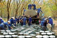 Bức tranh kinh doanh của ngành cao su ghi nhận sự sụt giảm cả về doanh thu và lợi nhuận trong nửa đầu năm.