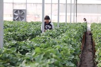 Do chưa được cấp có thẩm quyền cấp giấy chứng nhận quyền sở hữu về tài sản nên nhà kính không được chấp nhận là tài sản thế chấp.Ảnh: Đức Thanh.